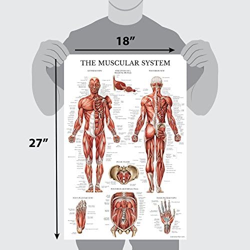 4 Pack - Anatómiai Poszter Set - Laminált - Izmos, Csontváz, Dermatomes, Rendellenességek a Gerinc - Anatómiai Ábra Set (LAMINÁLT,